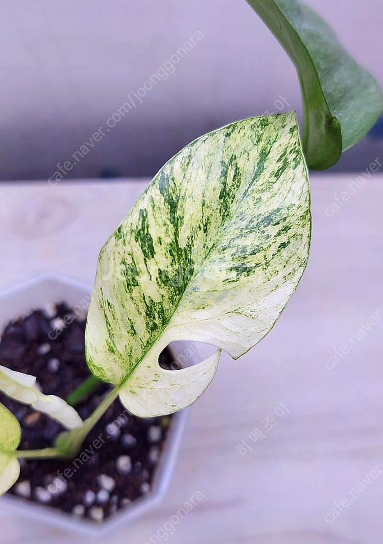 풀민트 히메, 화이트민트 히메, 무늬 히메, 핑크미칸, 마야리 바리에가타 등 여러 희귀식물 분양해요--3